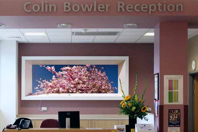 Japanese for cherry blossom in the reception