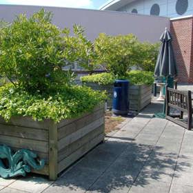 Raised beds and a bench in the Bone Infection Garden