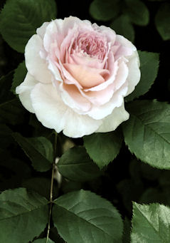 Photo of pale pink rose bloom on dark background of leaves